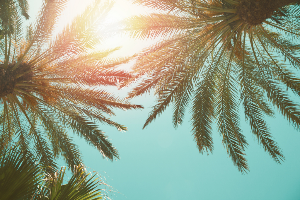 a sunny blue sky and the sun can be seen through palm leaves